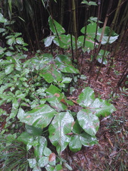 Pinellia tripartita