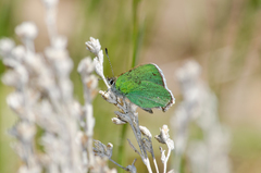 Callophrys
