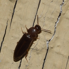 Rushia californica
