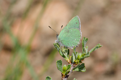 Callophrys