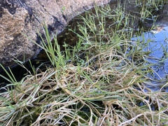 Puccinellia phryganodes