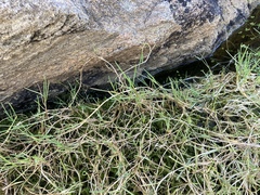 Puccinellia phryganodes