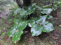 Pinellia tripartita