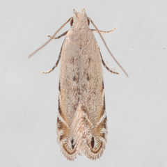 Battaristis nigratomella