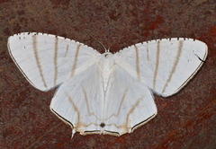 Urapteroides recurvata