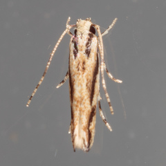 Melanocinclis lineigera