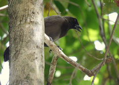 Cyanocorax cyanomelas