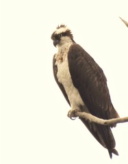Pandion haliaetus