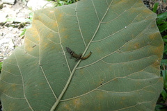 Sphaerodactylus continentalis
