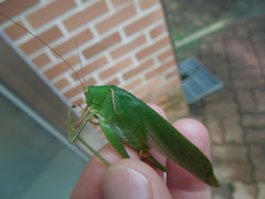 Sinochlora longifissa