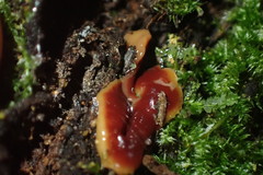 Arthurdendyus testaceus