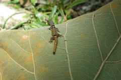 Sphaerodactylus continentalis