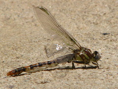 Erpetogomphus lampropeltis