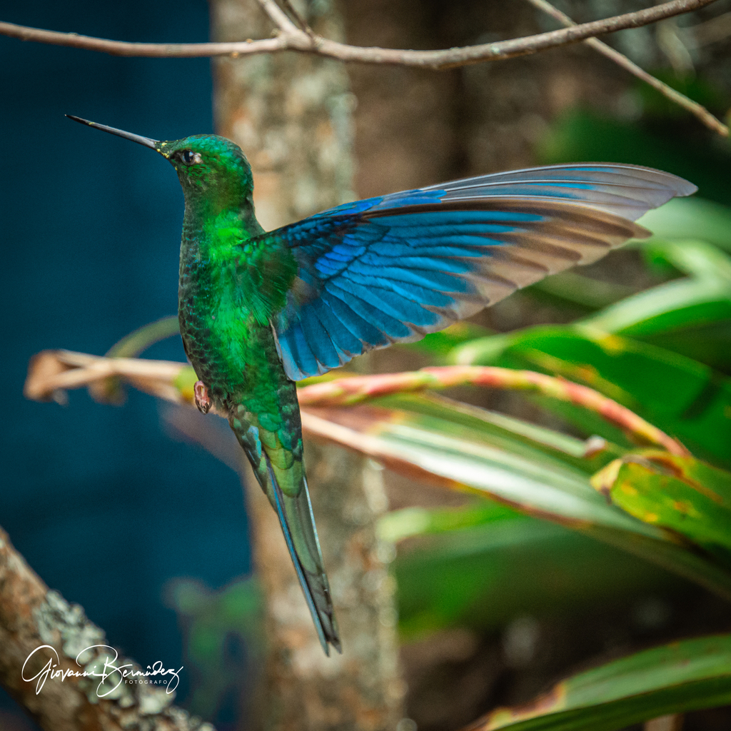 Great Sapphirewing photo