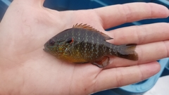 Lepomis peltastes