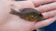 Lepomis peltastes