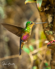 Coeligena helianthea