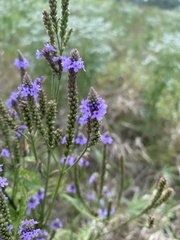 Verbena hastata