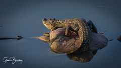 Caiman crocodilus fuscus
