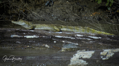 Caiman crocodilus crocodilus