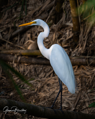Ardea alba