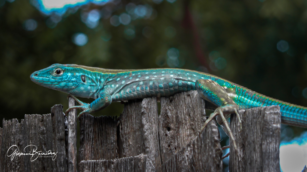 Blue Rainbow lizard