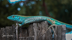 Cnemidophorus splendidus