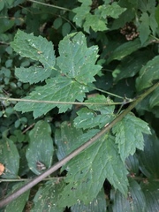 Actaea elata