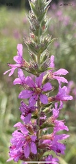 Lythrum salicaria