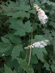 Actaea elata