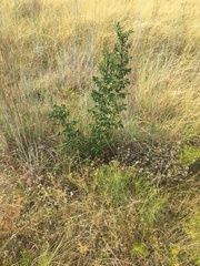 Zanthoxylum hirsutum