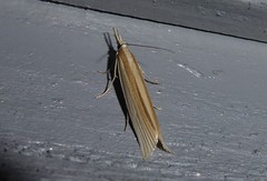 Orocrambus angustipennis