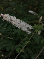Actaea elata