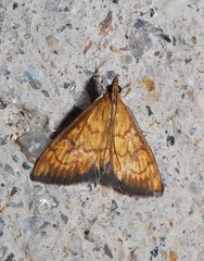 Ecpyrrhorrhoe rubiginalis
