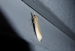 Orocrambus angustipennis