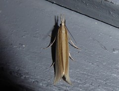 Orocrambus angustipennis