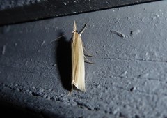 Orocrambus angustipennis