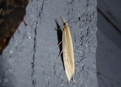 Orocrambus angustipennis
