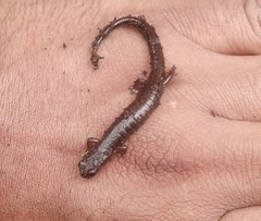 Chiropterotriton orculus