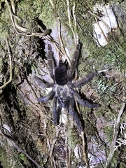 Psalmopoeus