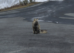 Vulpes vulpes cascadensis