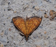 Ecpyrrhorrhoe rubiginalis