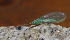 Chrysopa dorsalis