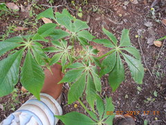 Godmania aesculifolia