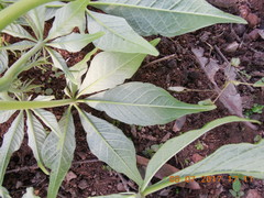 Godmania aesculifolia