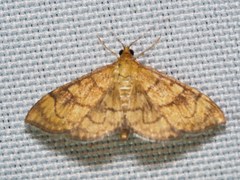 Ecpyrrhorrhoe rubiginalis
