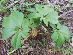 Godmania aesculifolia