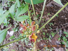 Godmania aesculifolia