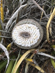 Mammillaria chionocephala
