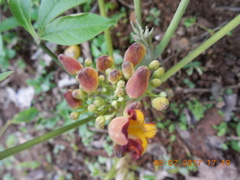 Godmania aesculifolia